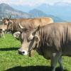 Cow Country