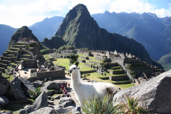 Machu Picchu Llama