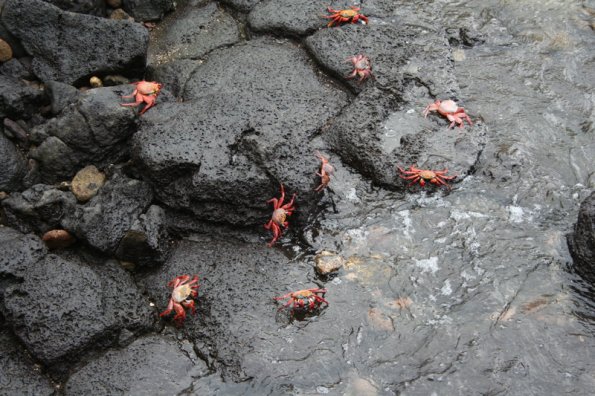 Crab Attack