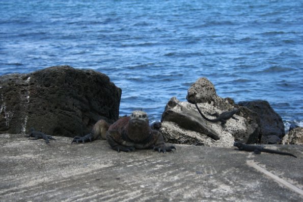 Iguana Attack